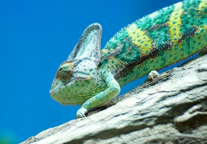 Content Chamaeleon